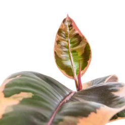 Indoor Plant Store -Indoor Plant Store Ficus elastica Belize Pink Rubber Plant DETAIL