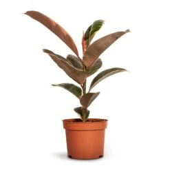 Ficus Elastica Belize - Pink Rubber Plant -Indoor Plant Store Ficus elastica Belize Rubber Plant 12x30cm