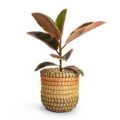 Ficus Elastica Belize - Pink Rubber Plant -Indoor Plant Store Ficus elastica Belize Rubber Plant 12x30cm Jane Plant Baskets Set5 Desert 9fa23719 32be 4429 99cd 0e38988e113d