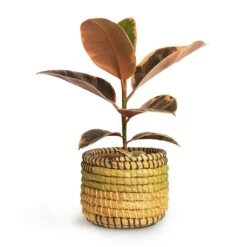 Ficus Elastica Belize - Pink Rubber Plant -Indoor Plant Store Ficus elastica Belize Rubber Plant 12x30cm Jane Plant Baskets Set5 Jungle f0822338 621c 45b8 81de 355c98e6b3a8