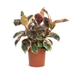 Ficus Elastica Belize - Pink Rubber Plant -Indoor Plant Store Ficus elastica Belize Rubber Plant 21cm