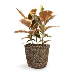 Ficus Elastica Belize - Pink Rubber Plant -Indoor Plant Store Ficus elastica Belize Rubber Plant 21x55cm Selin Plant Basket Black Weave 26x23cm 9748d3e9 bd39 4871 a1bb 71f69b1a67d0