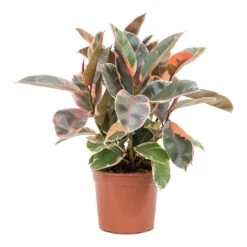Ficus Elastica Belize - Pink Rubber Plant -Indoor Plant Store Ficus elastica Belize Rubber Plant