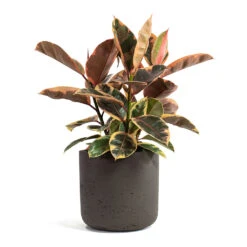 Ficus Elastica Belize - Pink Rubber Plant -Indoor Plant Store Ficus elastica Belize Rubber Plant Charlie Plant Pot Ash Brown