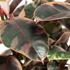 Ficus Elastica Belize - Pink Rubber Plant -Indoor Plant Store Ficus elastica Belize Rubber Plant Close Up
