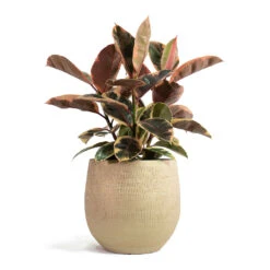 Ficus Elastica Belize - Pink Rubber Plant -Indoor Plant Store Ficus elastica Belize Rubber Plant Ryan Plant Pot Sand Gold
