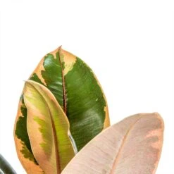 Ficus Elastica Belize - Pink Rubber Plant -Indoor Plant Store Ficus elastica Belize Rubber Plant close up 0035ad7c 3f8e 49af a7d0 e29fc0cbea5d