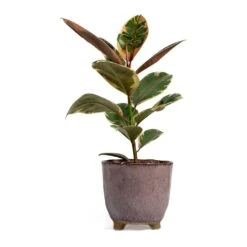Ficus Elastica Belize - Pink Rubber Plant -Indoor Plant Store Ficus elastica Belize Rubber Plant kaat pink plant pot