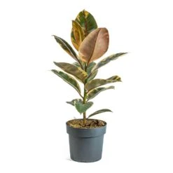Ficus Elastica Belize - Pink Rubber Plant -Indoor Plant Store Ficus elastica Belize Rubber Plant a5a37ed3 66d4 4d5e b4ba 03562ce5e9b7