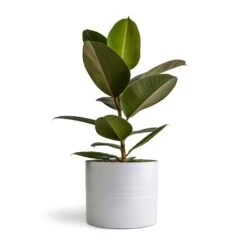Hadleigh Plant Pot - White 12 Hadleigh Plant Pot - White -Indoor Plant Store Ficus elastica Melany Rubber Plant 14x45cm Hadleigh Plant Pot White 20x17.5cm