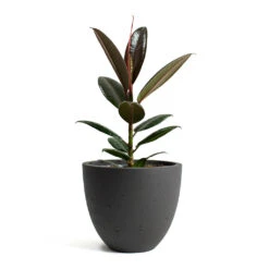 Mini Jesslyn Plant Pot - Black Washed -Indoor Plant Store Ficus elastica Melany Rubber Plant Mini Jesslyn Plant Pot Black Washed