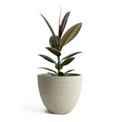 Mini Jesslyn Plant Pot - Grey Washed 14 Mini Jesslyn Plant Pot - Grey Washed -Indoor Plant Store Ficus elastica Melany Rubber Plant Mini Jesslyn Plant Pot Grey Washed