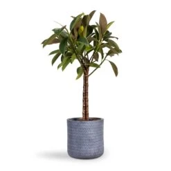 Angle Cylinder Plant Pot - Grey 11 Angle Cylinder Plant Pot - Grey -Indoor Plant Store Ficus elastica Melany Rubber Plant Multi Stem 21x80cm Angle Cylinder Plant Pot Grey 24x24cm