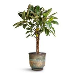 Aico Plant Pot - Shiny Blue -Indoor Plant Store Ficus elastica Melany Rubber Plant Multi Stem 21x90cm Aico Plant Pot Shiny Blue 28x25cm