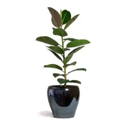 Amora Plant Pot - Anthracite Mirror 12 Amora Plant Pot - Anthracite Mirror -Indoor Plant Store Ficus elastica Robusta Rubber Plant 21x60cm Amora Plant Pot Anthracite Mirror 32x32cm 2