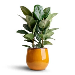 Charlotte Plant Pot - Spiced Ochre 17 Charlotte Plant Pot - Spiced Ochre -Indoor Plant Store Ficus elastica Robusta Rubber Plant 24x90cm Charlotte Plant Pot Spiced Ochre 33x30cm 83a67d95 e5ae 4b56 a995 46aac223f230