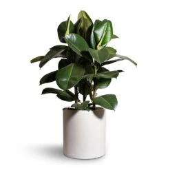 Max Refined Planter - Natural White -Indoor Plant Store Ficus elastica Robusta Rubber Plant 24x90cm Max Refined Planter Natural White 29x29.5cm 2 a8c0d06e 6ccd 464a a80f fe6db16c8f8f
