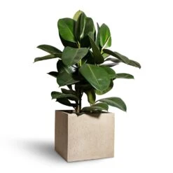 Raindrop Cube Planter - Stone -Indoor Plant Store Ficus elastica Robusta Rubber Plant 24x90cm Raindrop Cube Planter Stone 30x30x27cm 2 c084050f 2079 4424 81d7 1eaa0e84923c