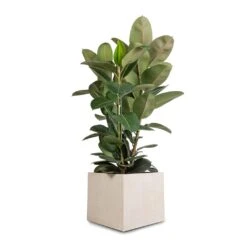 Raindrop Cube Planter - Stone -Indoor Plant Store Ficus elastica Robusta Rubber Plant 30x110cm Raindrop Cube Planter Stone 40x40x36cm