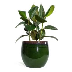 Charlotte Plant Pot - Green 33 Charlotte Plant Pot - Green -Indoor Plant Store Ficus elastica Robusta Rubber Plant Charlotte Plant Pot Green bc0354ca 43da 4dc4 93bd a9e07f203a5d