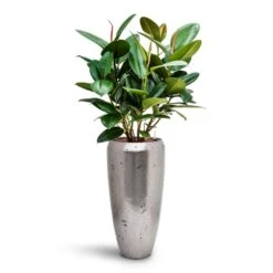 Opus Raw Partner Planter - Silver -Indoor Plant Store Ficus elastica Robusta Rubber Plant HydroCare Opus Raw Partner Planter Silver 2e0ba180 fea9 4643 aee5 8288dc411343