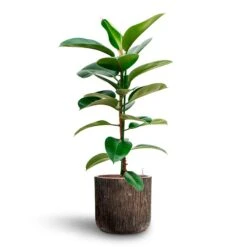 Luxe Lite Waterfall Cylinder Planter - Bronze 33 Luxe Lite Waterfall Cylinder Planter - Bronze -Indoor Plant Store Ficus elastica Robusta Rubber Plant HydrocultureLuxe Lite Waterfall Cylinder Planter Bronze fb8df9cb 938b 431f 8abf fe5e95bf2edf
