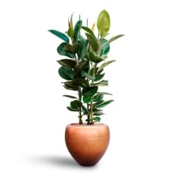 Metallic Couple Plant Pot - Matt Copper 16 Metallic Couple Plant Pot - Matt Copper -Indoor Plant Store Ficus elastica Robusta Rubber Plant HydrocultureMetallic Couple Plant Pot Matt Copper b60f0eae b9ef 44a5 84c2 309f7ffd6a61