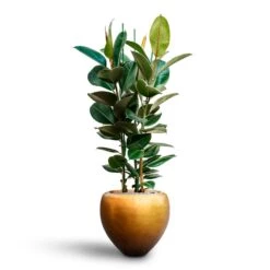 Metallic Couple Plant Pot - Matt Honey -Indoor Plant Store Ficus elastica Robusta Rubber Plant HydrocultureMetallic Couple Plant Pot Matt Honey 4d2feb1b 3032 444e a393 bcb03205de39