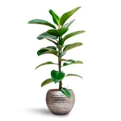 Opus Hammered Globe Planter - Silver -Indoor Plant Store Ficus elastica Robusta Rubber Plant HydrocultureOpus Hammered Globe Planter Silver af7b7532 9807 46e6 9b87 ba3c6474dcef