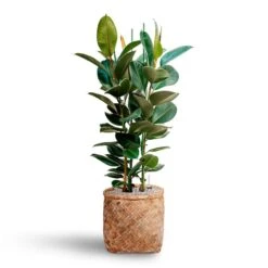 Zayn Bamboo Planter -Indoor Plant Store Ficus elastica Robusta Rubber Plant HydrocultureZayn Bamboo Planter cb79fe29 2419 4f46 aac1 ad88354c0747
