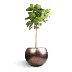 Metallic Globe Plant Pot - Matt Coffee 18 Metallic Globe Plant Pot - Matt Coffee -Indoor Plant Store Ficus elastica Robusta Rubber Plant Straight Stem 30x120cm Metallic Globe Plant Pot Matt Coffee 50x37cm