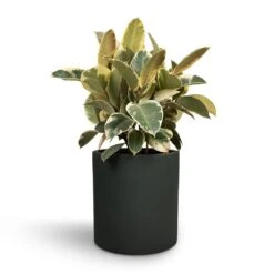 Puk Refined Planter - Pine Green -Indoor Plant Store Ficus elastica Tineke Rubber Plant 24x60cm Max Refined Planter Pine Green 29x29.5cm ab424e6e 891d 438c 8ca9 9bde69c1eae0