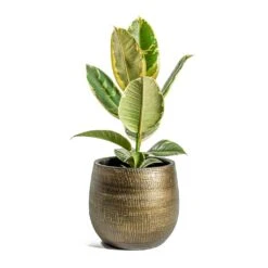 Ryan Plant Pot - Shiny Gold 30 Ryan Plant Pot - Shiny Gold -Indoor Plant Store Ficus elastica Tineke Rubber Plant Ryan Plant Pot Shiny Gold