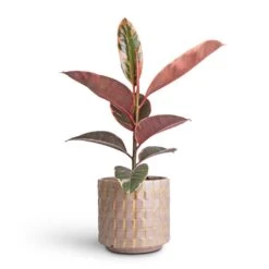 Indoor Plant Store 26 Ficus Elastica Belize - Pink Rubber Plant