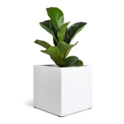 Fleur Essentials Planter - Matt White -Indoor Plant Store Ficus lyrata Bambino Dwarf Fiddle Leaf Fig 12x35cm 1 stem Fleur Planter Matt White 20x20x20cm