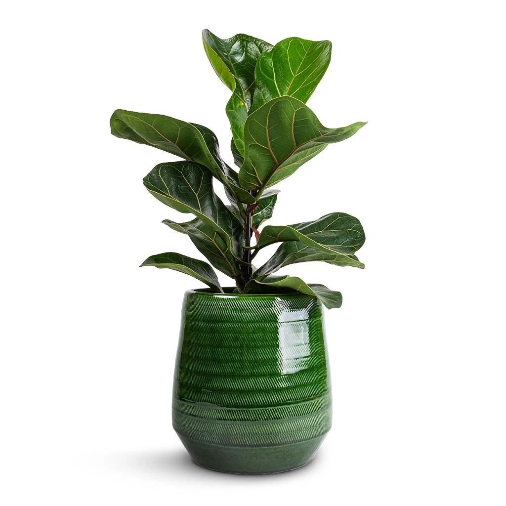 Remi Plant Pot - Green 3 Remi Plant Pot - Green - Image 3