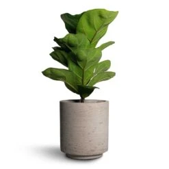 Suzi Plant Pot - Grey Washed -Indoor Plant Store Ficus lyrata Bambino Dwarf Fiddle Leaf Fig 12x35cm 1stem Suzi Plant Pot Grey Washed 15x16 1
