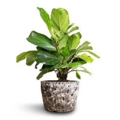 Lava Couple Straight Relic Planter - Black 13 Lava Couple Straight Relic Planter - Black -Indoor Plant Store Ficus lyrata Bambino Dwarf Fiddle Leaf Fig 21x50cm 2stems Lava Couple Straight Relic Planter Black 25x17cm ce7a5460 3eda 4320 904f 02321093777c