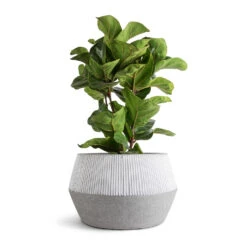 Low Harley Plant Pot - Ridged White Stripe -Indoor Plant Store Ficus lyrata Bambino Dwarf Fiddle Leaf Fig 21x80cm 3 stems Low Harley Plant Pot Ridged White Stripe 36x22cm