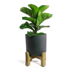 Charlie Plant Pot - Low Stand - Black Washed -Indoor Plant Store Ficus lyrata Bambino Dwarf Fiddle Leaf Fig Charlie Plant Pot Low Stand Black Washed