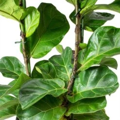 Ficus Lyrata Bambino - HydroCare -Indoor Plant Store Ficus lyrata Bambino Dwarf Fiddle Leaf Fig Leaves Hydro