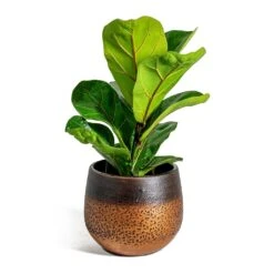 Mya Plant Pot - Shiny Mocha -Indoor Plant Store Ficus lyrata Bambino Dwarf Fiddle Leaf Fig Mya Plant Pot Shiny Mocha 15cm 89638590 476d 41a9 8678 3e5a64354824