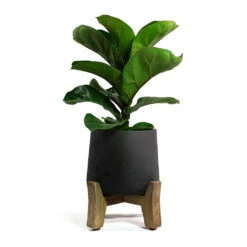 Patt Plant Pot - Low Stand - Black Washed 12 Patt Plant Pot - Low Stand - Black Washed -Indoor Plant Store Ficus lyrata Bambino Dwarf Fiddle Leaf Fig Patt Plant Pot Low Stand Black Washed