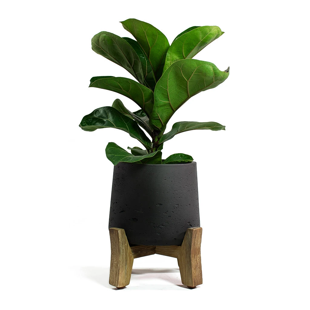 Patt Plant Pot - Low Stand - Black Washed 5 Patt Plant Pot - Low Stand - Black Washed - Image 5