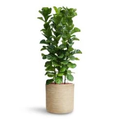 Dune Cylinder Planter - Oat -Indoor Plant Store Ficus lyrata Bambino HydroCare Dune Cylinder Planter Oat 7f37b7d6 647d 44dd ae2b 6957ad2bb498