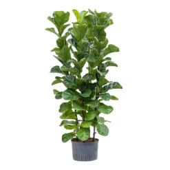 Ficus Lyrata Bambino - HydroCare -Indoor Plant Store Ficus lyrata Bambino Hydroculture 28 19x120cm 4Stems