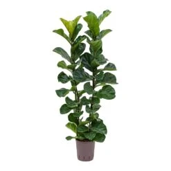 Ficus Lyrata Bambino - HydroCare -Indoor Plant Store Ficus lyrata Bambino Indoor Plant Hydroculture 18 19 120cm Stems