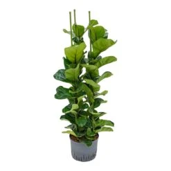 Ficus Lyrata Bambino - HydroCare -Indoor Plant Store Ficus lyrata Bambino Indoor Plant Hydroculture 25 19 130cm 3 Stems