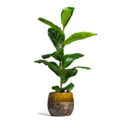Lindy Plant Pot - Ochre -Indoor Plant Store Ficus lyrata Fiddle Leaf Fig 17x60cm 1 stem Lindy Plant Pot Ochre 23x20cm 2 bacff52a 46f0 4ca7 a287 adbc8f20e405