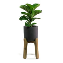 Charlie Plant Pot - Tall Stand - Black Washed 11 Charlie Plant Pot - Tall Stand - Black Washed -Indoor Plant Store Ficus lyrata Fiddle Leaf Fig Charlie Plant Pot Tall Stand Black Washed